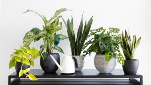 Read more about the article 12 Easy Ways to Common Flowering Houseplants Identification: A Complete Guide